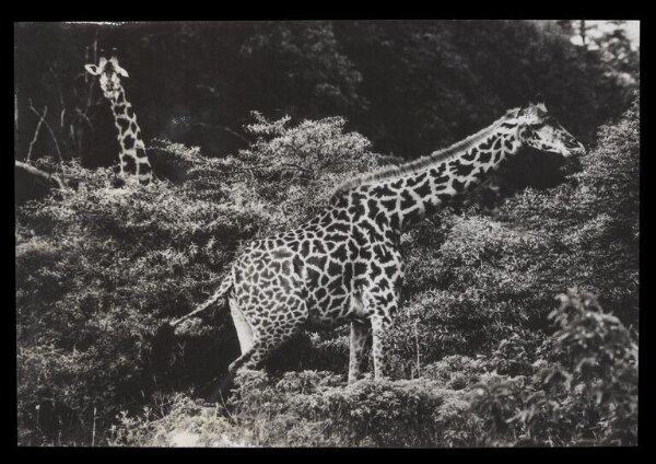 Hinde, John Wilfrid, Two Giraffes