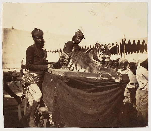 Unknown, [Tigers Presented to the Countess Canning at Agra]
