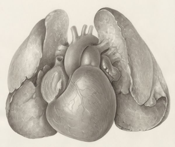 H.G Wetselaar, Cardiovascular system