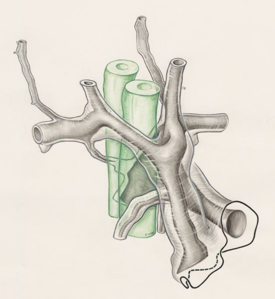 J Wetselaar-Whittaker, Rat embryo