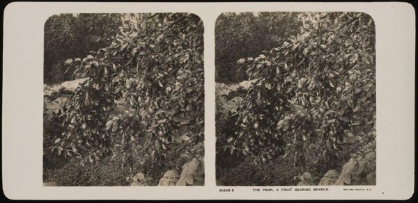 Unknown, The Pear, a fruit bearing branch
