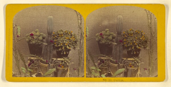 Benjamin West Kilburn, Cactus.