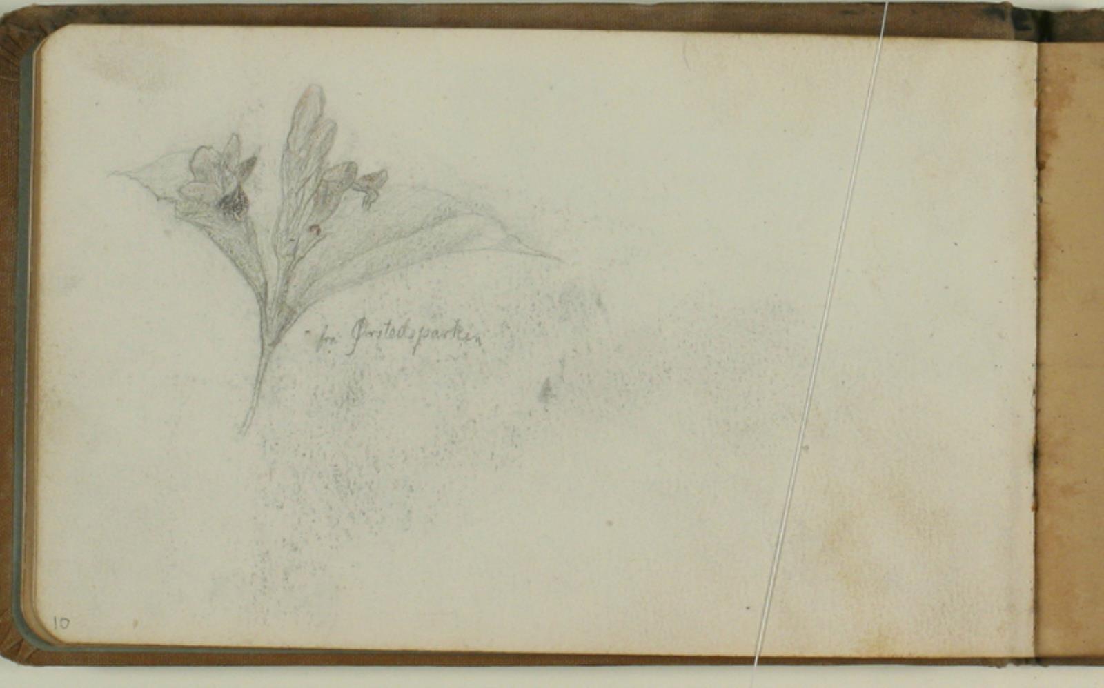 Niels Larsen Stevns, Blomsterstudie