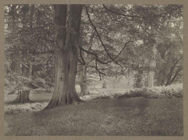 Warburg, Agnes Beatrice, Beech and Bracken