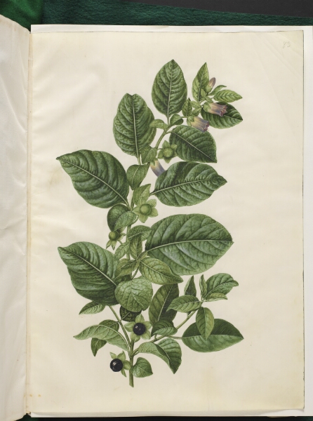 Hans Simon Holtzbecker, Atropa belladonna (galnebær)