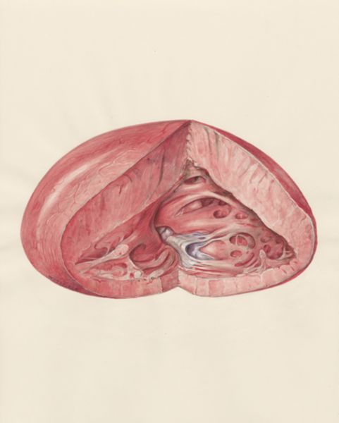 H.G Wetselaar, Heart