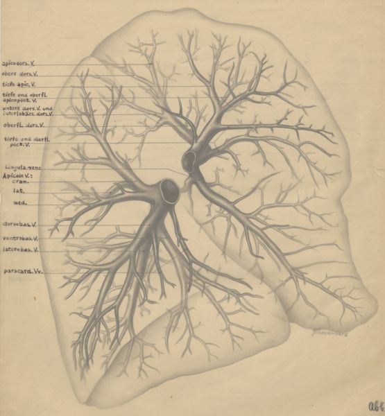 J Tinkelenberg, Bronchi