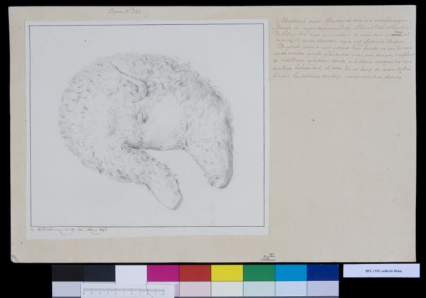 M. Houtman, Animals: stillborn sheep
