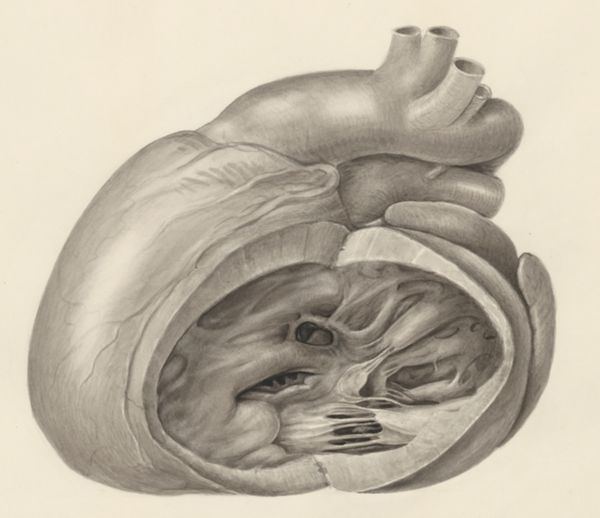 H.G Wetselaar, Heart