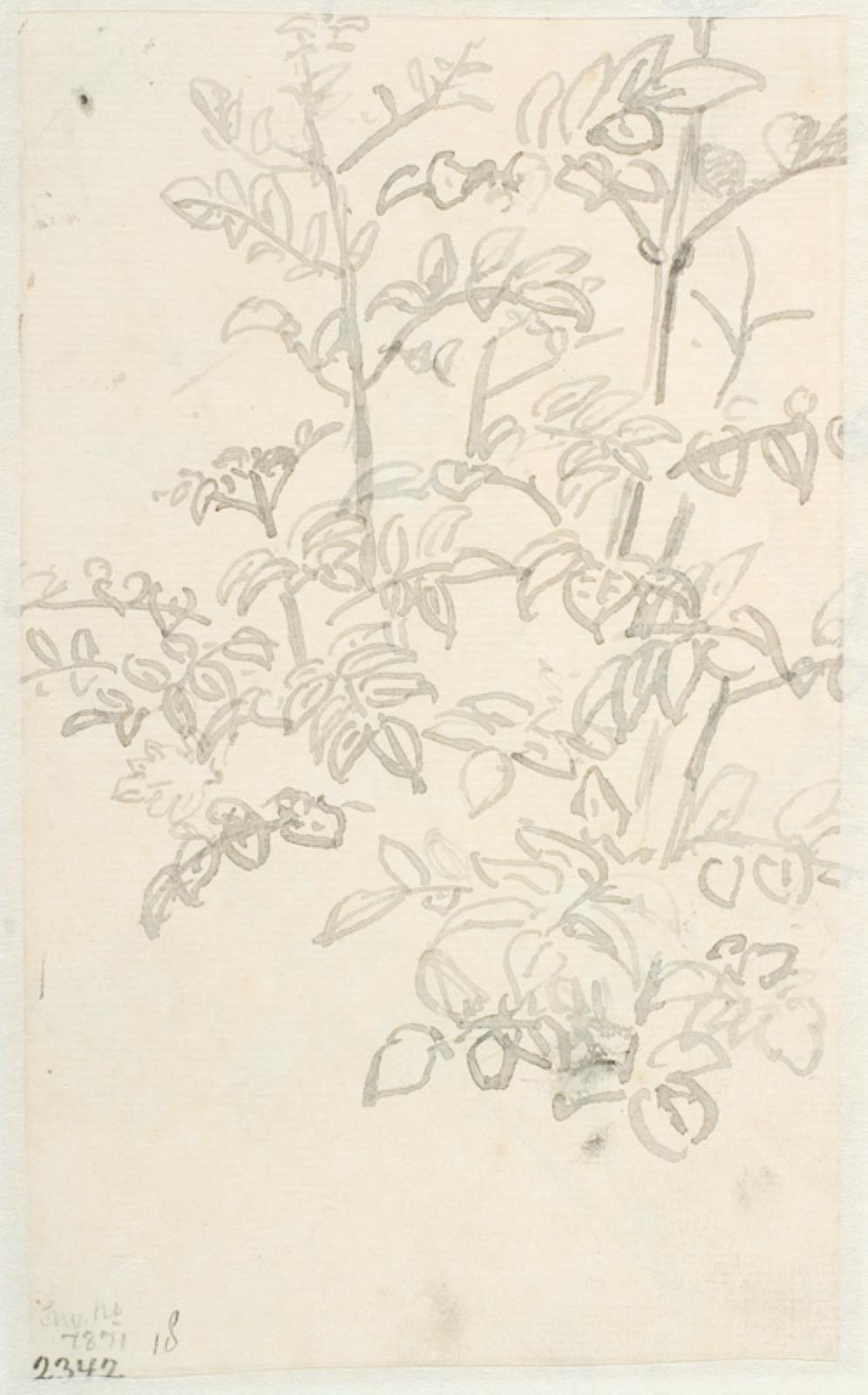 Dankvart Dreyer, Plantestudier
