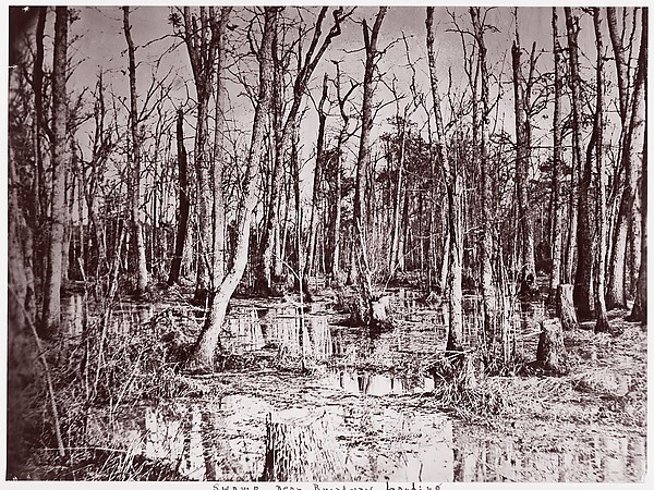 Timothy H. O'Sullivan, Swamp near Broadway Landing, Appomattox River