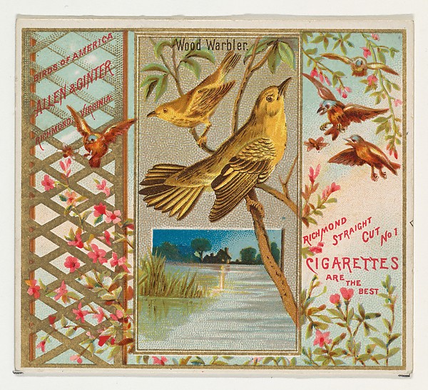 Allen & Ginter, Wood Warbler, from the Birds of America series (N37) for Allen & Ginter Cigarettes