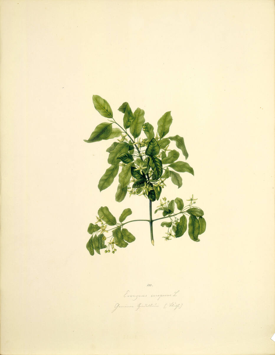 AugustRokert, Euonymus europaeus L - Gewöhnlicher Spindelstrauch (Blüte)
