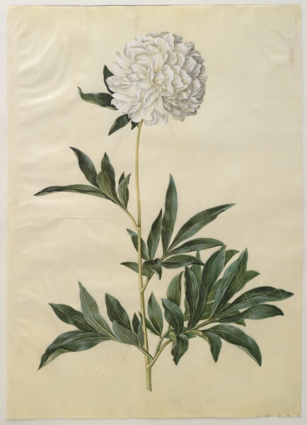 Hans Simon Holtzbecker, Paeonia lactiflora (silke-pæon)