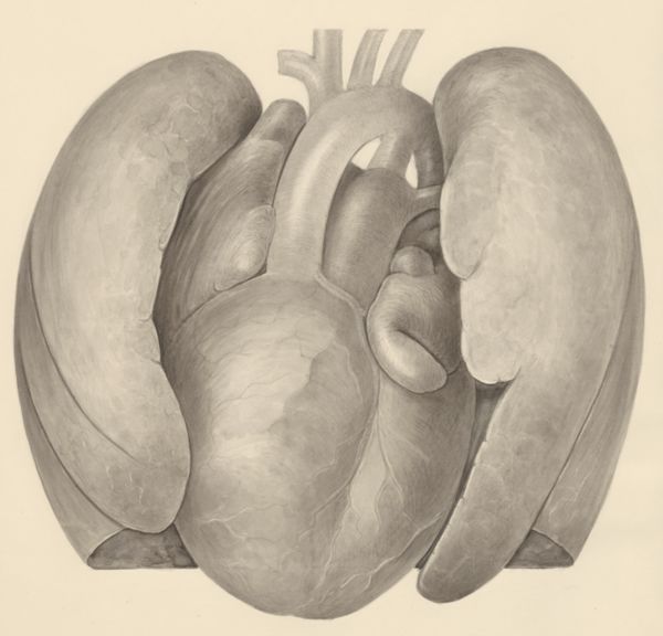 H.G Wetselaar, Heart and adjacent organs