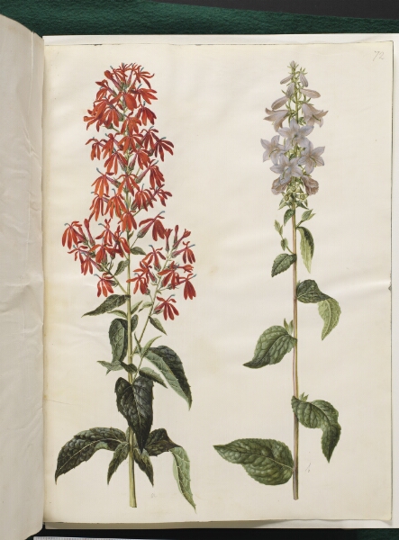 Hans Simon Holtzbecker, Lobelia cardinalis (kardinal-lobelie); Campanula latifolia (bredbladet klokke)