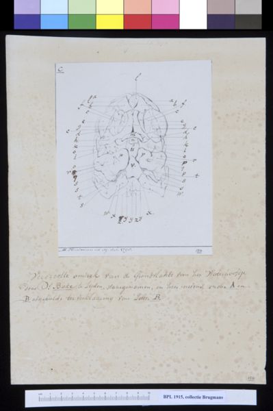 M Houtman, Skull of a child, interior view