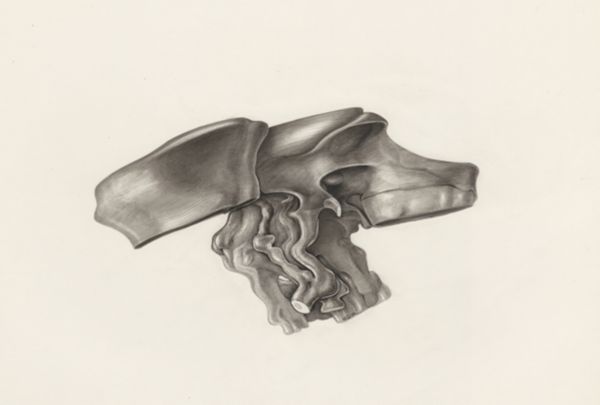 H.G Wetselaar, Muscular tissue of the hand or fingers