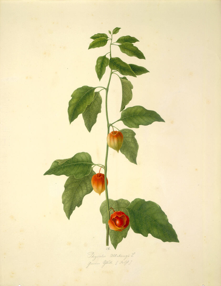 AugustRokert, Physalis Alkekengi L - Lampionblume (Frucht)