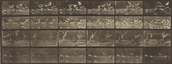 Eadweard J. Muybridge, Animal Locomotion