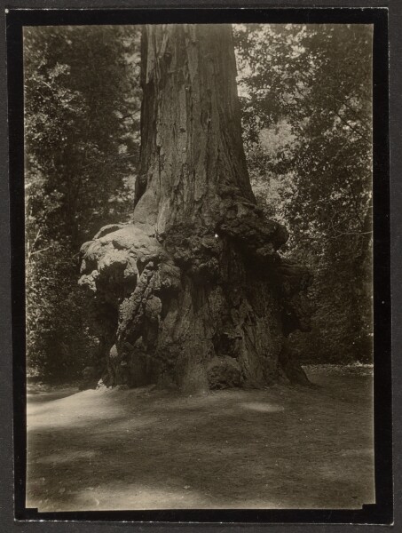 Louis Fleckenstein, [Redwood, Big Basin]
