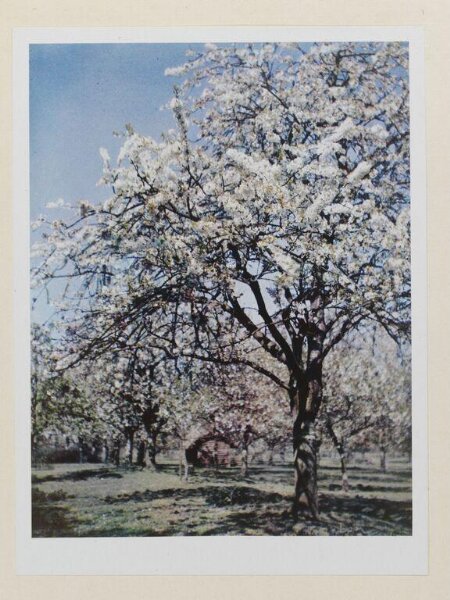 Warburg, Agnes Beatrice, Kentish Cherry Blossom