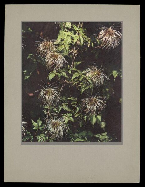Hinde, John Wilfrid, Clematis Macropetia (Seed Heads)