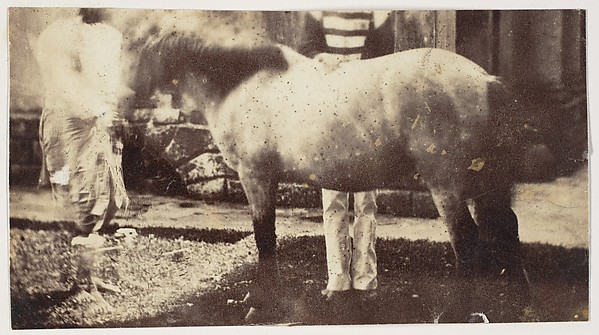 Unknown, [My Pegu Pony]