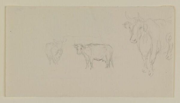 Potter, Beatrix, drawing