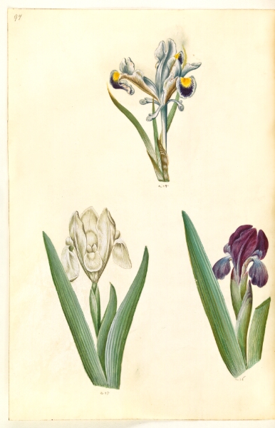 Hans Simon Holtzbecker, Iris persica (persisk iris); Iris lutescens eller Iris pumila (?) (dværg-iris eller lav iris)