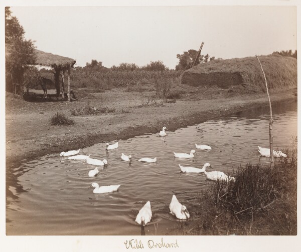 Carleton Watkins, Wible Orchard