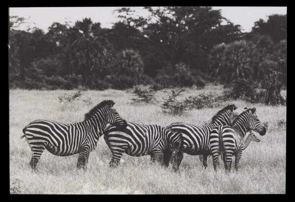 Hinde, John Wilfrid, Zebras with Gazelle