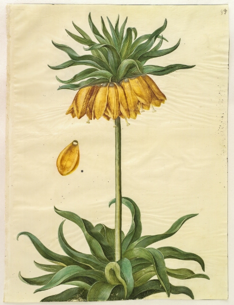 Hans Simon Holtzbecker, Fritillaria imperialis (kejserkrone)