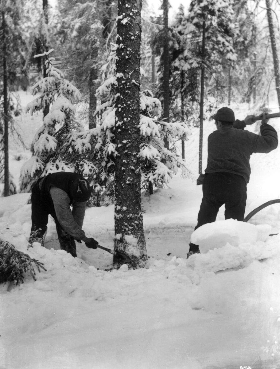 Anders Beer Wilse, Tømmerhugging og saging