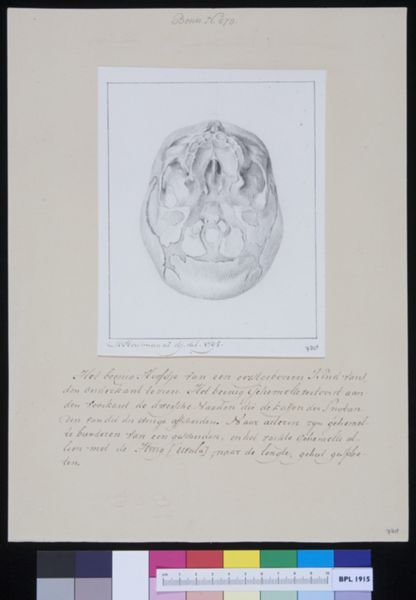 M Houtman, Skull of a child, seen from below, showing the position of the teeth