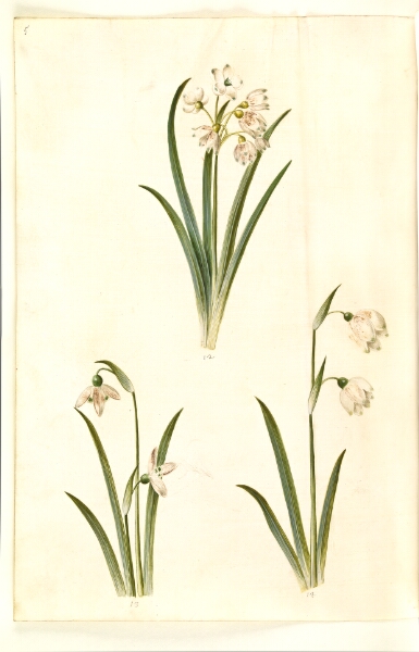 Hans Simon Holtzbecker, Leucojum aestivum (sommer-hvidblomme); Galanthus nivalis (almindelig vintergæk); Leucojum vernum (dorotealilje)