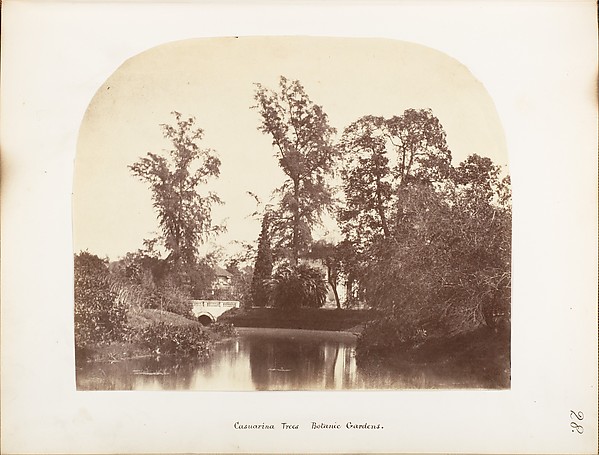 Unknown, [Casuarina Trees, Botanic Gardens, Calcutta]