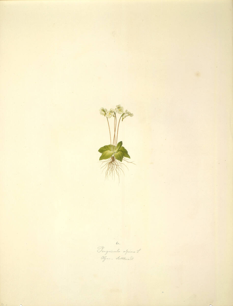 AugustRokert, Pinguicula alpina L - Alpen-Fettkraut