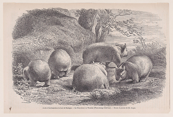 Charles Jacque, The Wombat, from "Le Magasin Pittoresque"