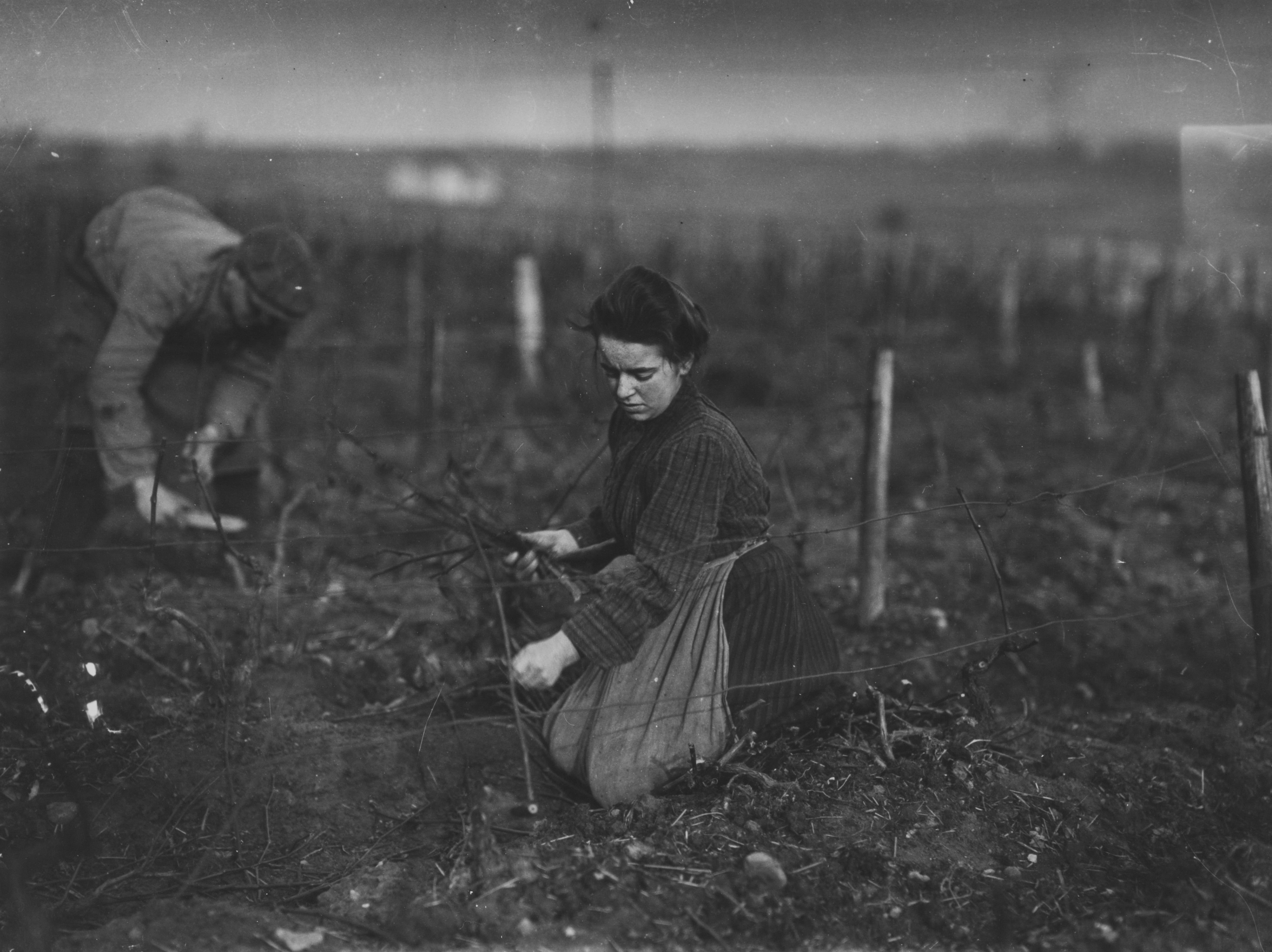 Heinrich Strieffler, Historische Fotografie: Rebschnitt bei niedriger Reberziehung