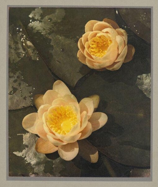 Hinde, John Wilfrid, In the Pool, Beside the Lillies
