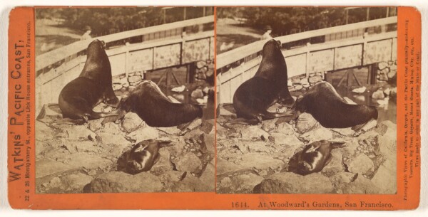 Carleton Watkins, At Woodward's Gardens, San Francisco.