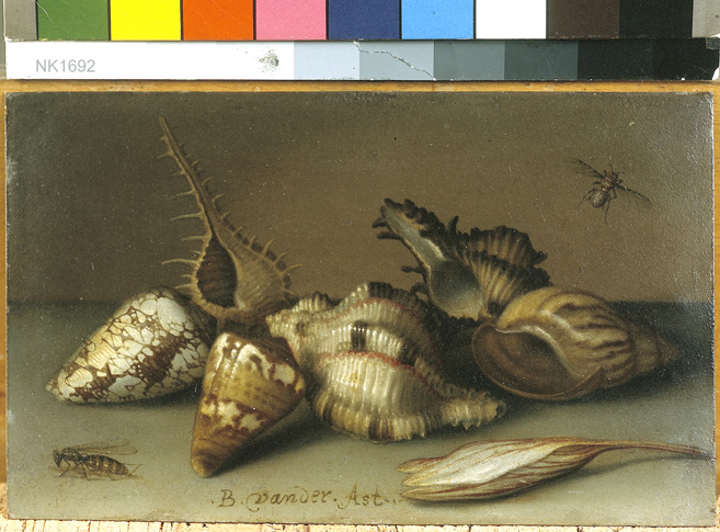 Balthasar van der Ast, Still Life with Shells and an Autumn Crocus