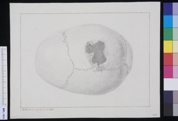 M Houtman, Calvaria (skull)