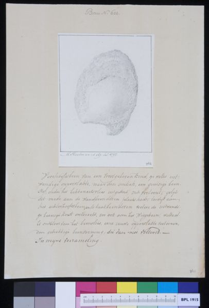 M Houtman, Skull of a child