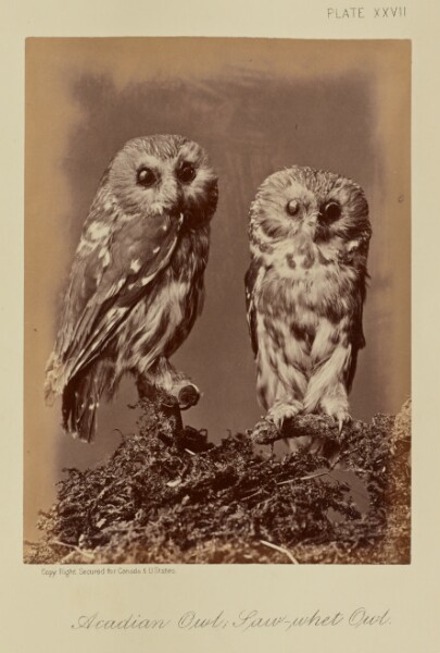 William Notman, Acadian Owl; Saw-whet Owl