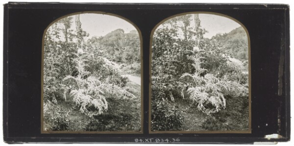 Unknown, [Thistles]