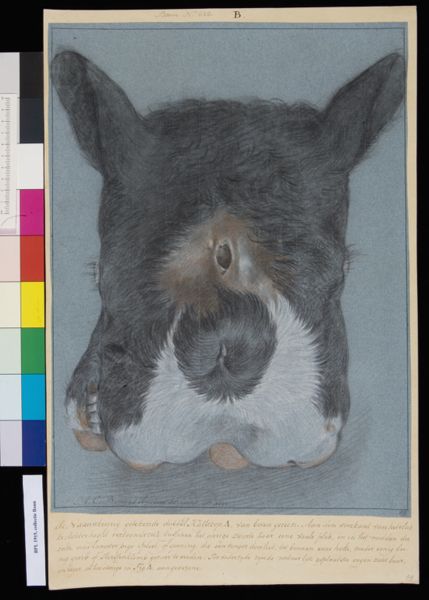 A Bonn, Animals: double-headed calf