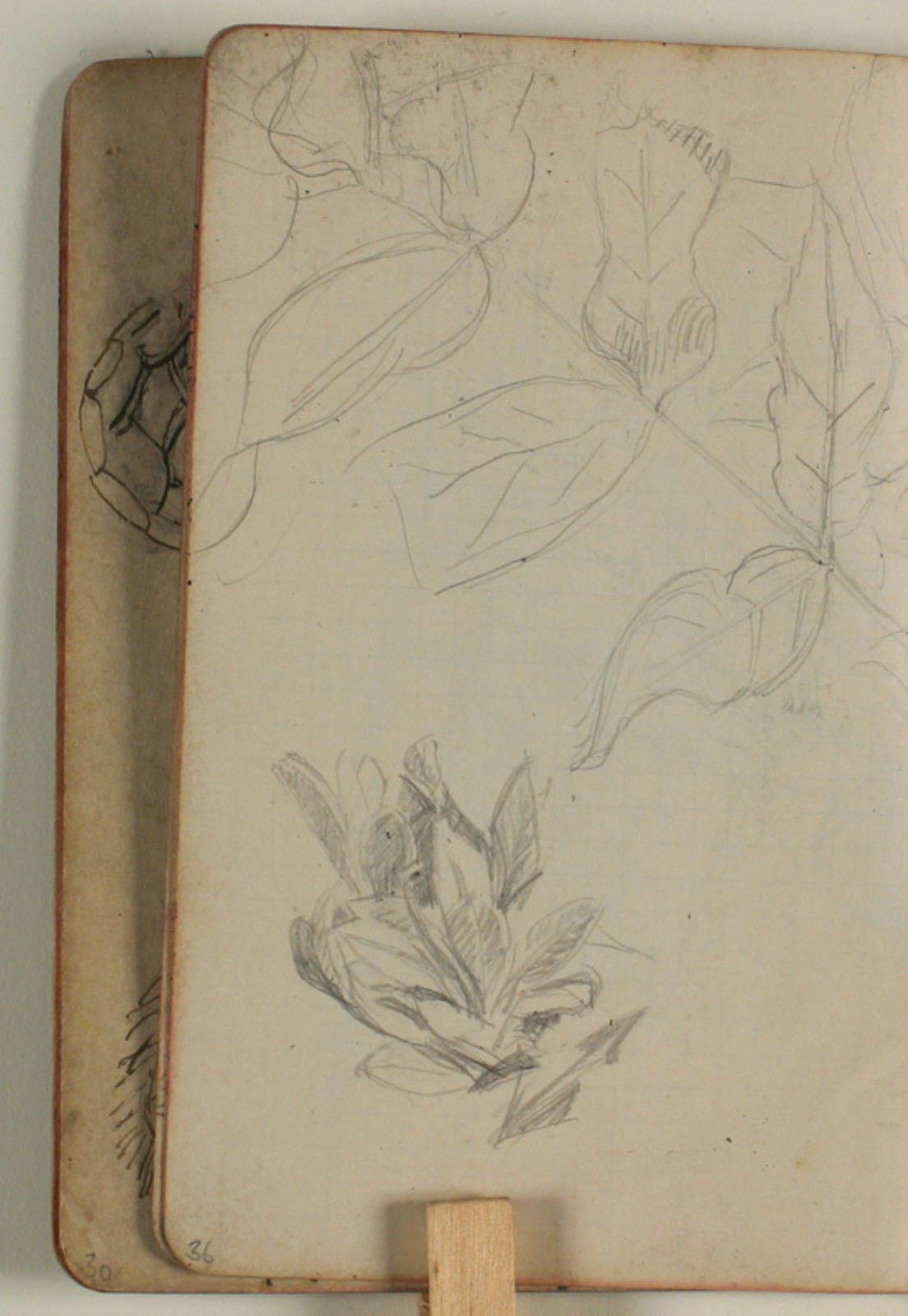 Niels Larsen Stevns, Plantestudier
